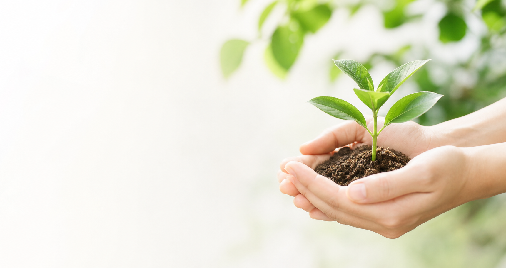 手のひらで若い植物を大切に持つイメージ